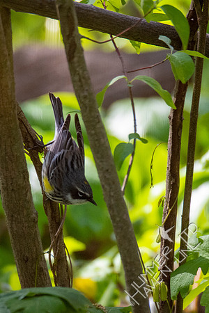 4-22-21 Yellow-rumped Warbler
