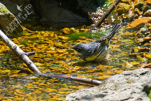 4-22-21 Yellow-rumped Warbler