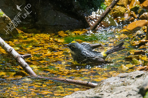 4-22-21 Yellow-rumped Warbler