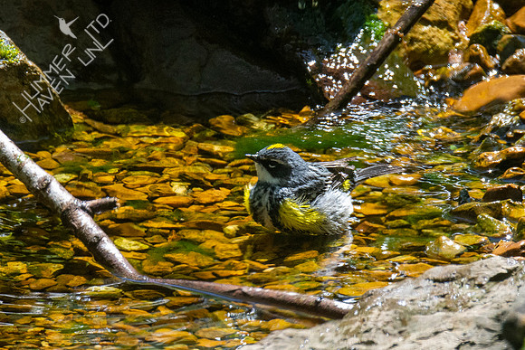 4-22-21 Yellow-rumped Warbler