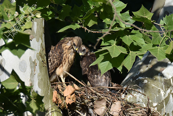 6-9-17 Red-shouldered Hawk juveniles look at shrew