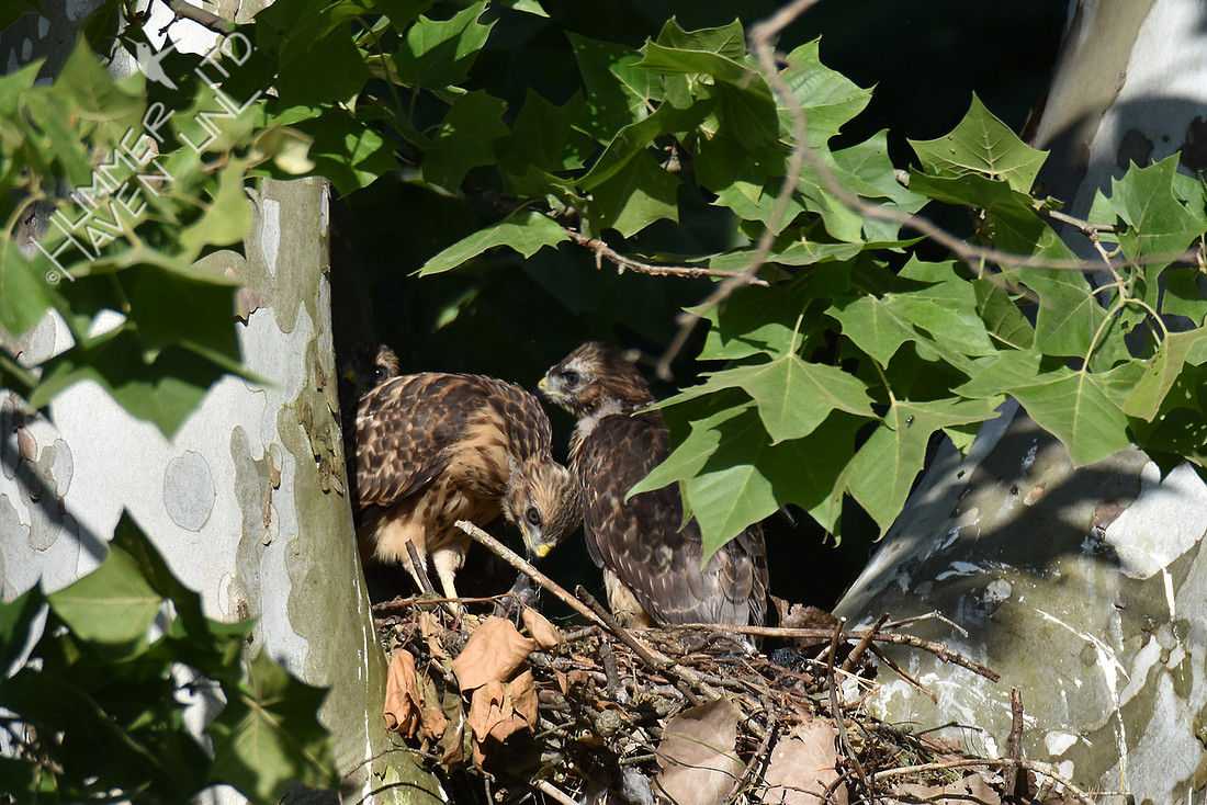 6-9-17 Red-shouldered Hawk juvenile tries to eat shrew