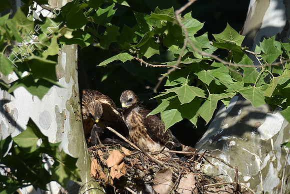 6-9-17 Red-shouldered Hawk juvenile with short-tailed shrew