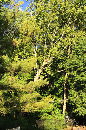 6-9-17 Red-shouldered Hawk nest in American Sycamore (Platanus occidentals)