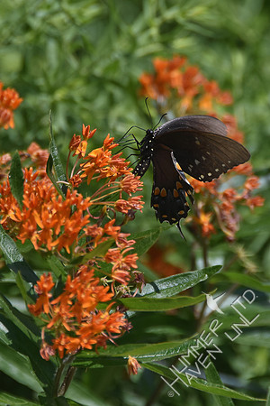 6-11-17 Sustainable Backyard Tour #4