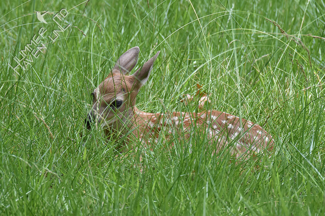 White-tailed Fawn 6-16-17