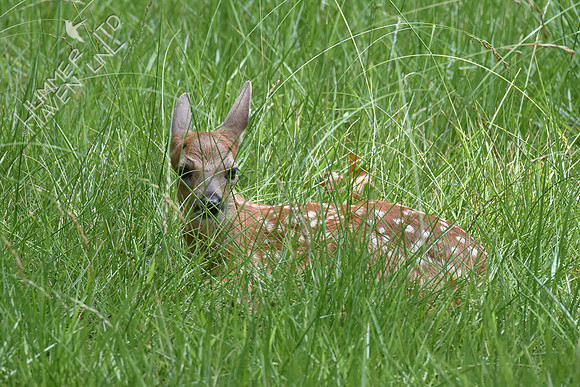 White-tailed Fawn 6-16-17