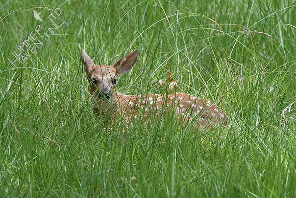 White-tailed Fawn 6-16-17