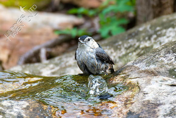 4-12-22 White-breasted Nuthatch