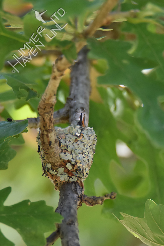 6-19-17 Ruby-throated Hummingbird chicks 7 days old