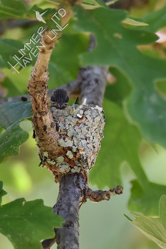 6-19-17 Ruby-throated Hummingbird chicks 7 days old