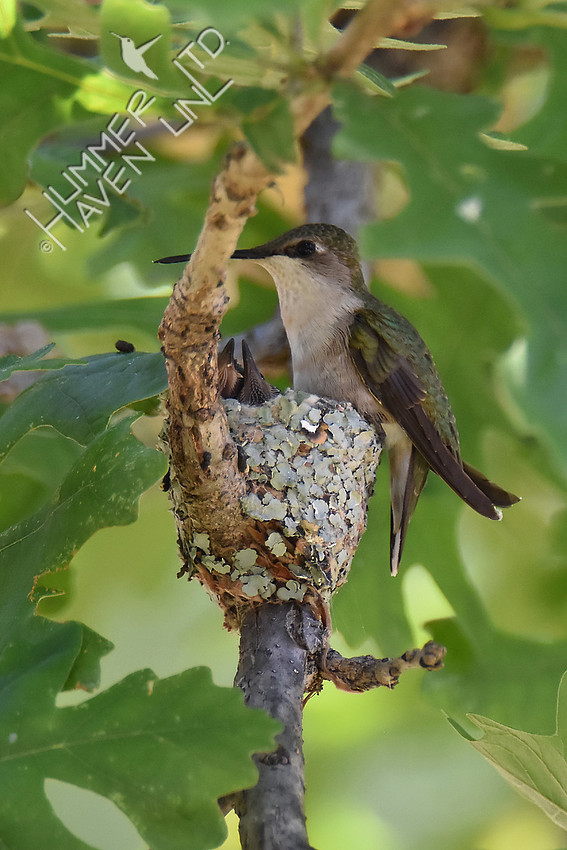 6-19-17 Ruby-throated Hummingbird chicks 7 days old
