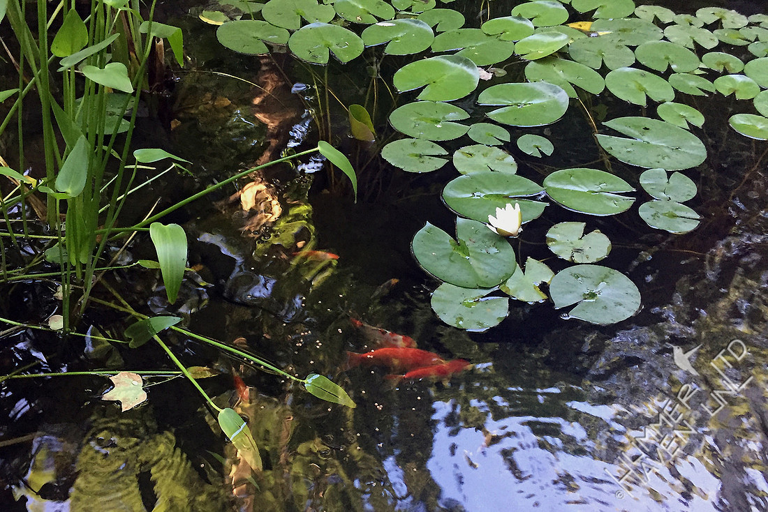 First Water Lily 6-13-17