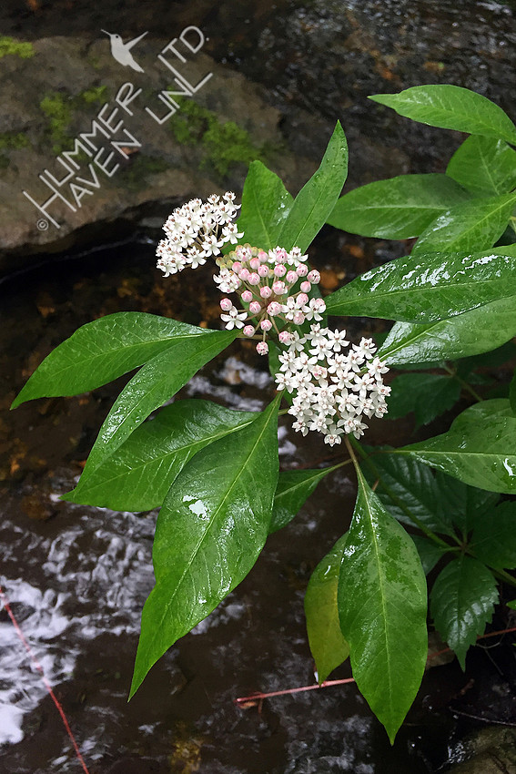 Aquatic Milkweed (Asclepias perennis) 6-18-17