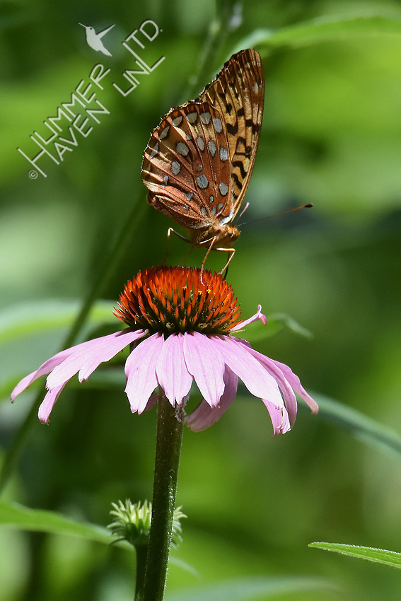 Great Spangled Fritillary 6-15-17