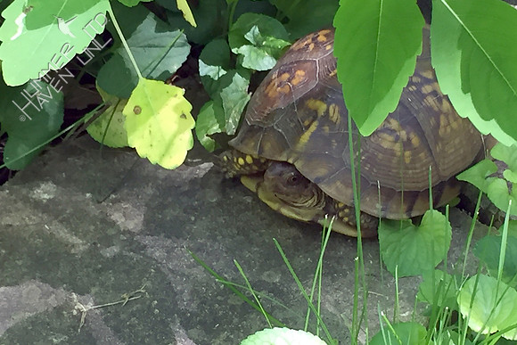 Three-toed Box Turtle, female 6-7-17