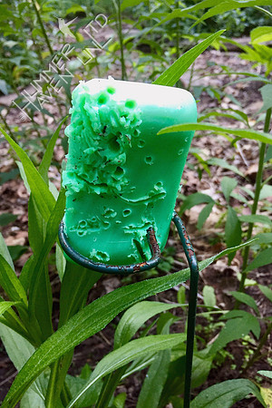 Irish Spring soap eaten by a raccoon?  6-16-17