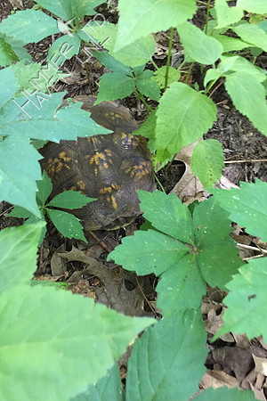 Three-toed Box Turtle, female 6-12-17
