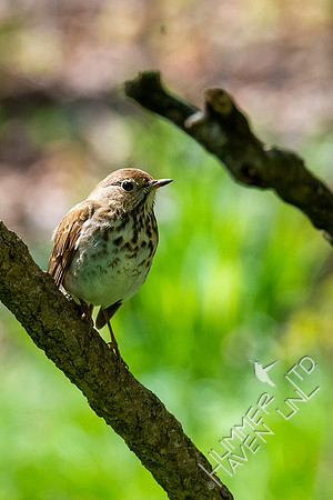 4-25-21 Hermit Thrush
