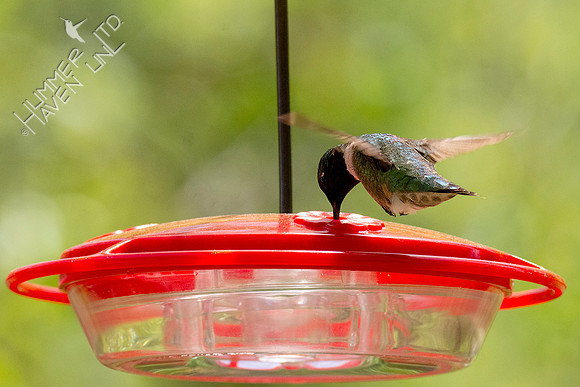 4-25-21 Ruby-throated Hummingbird