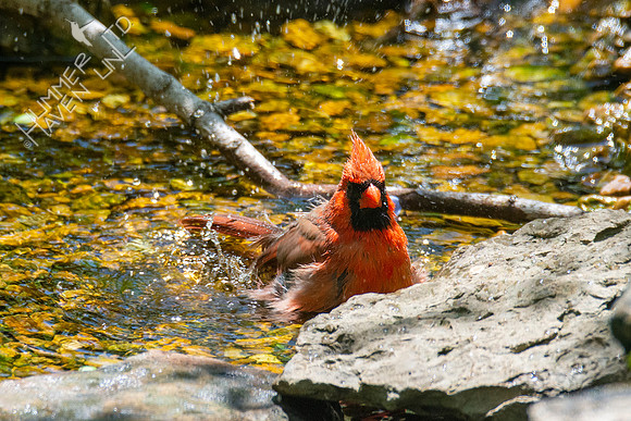 4-25-21 Northern Cardinal