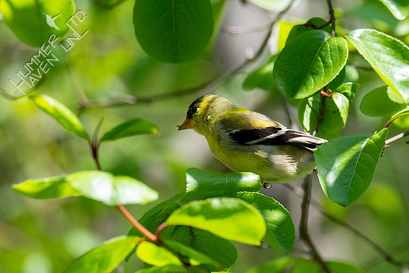 4-25-21 American Goldfinch eating aphids