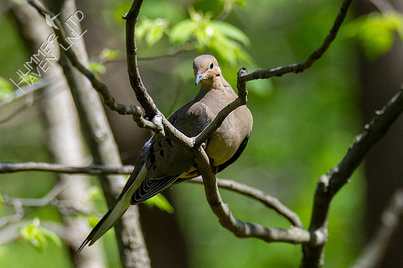 4-25-21 Mourning Dove