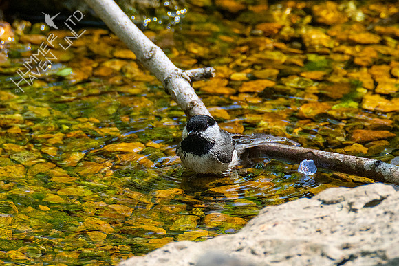 4-25-21 Carolina Chickadee