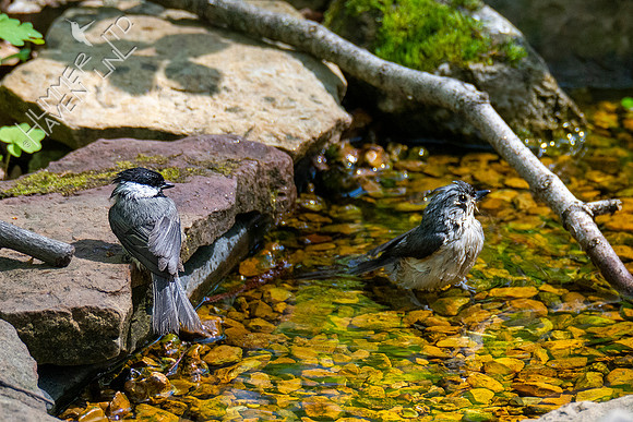 4-25-21 Carolina Chickadee and Tufted Titmouse