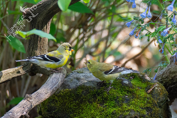 4-25-21 American Goldfinches