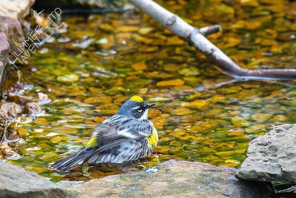 4-25-21 Yellow-rumped Warbler