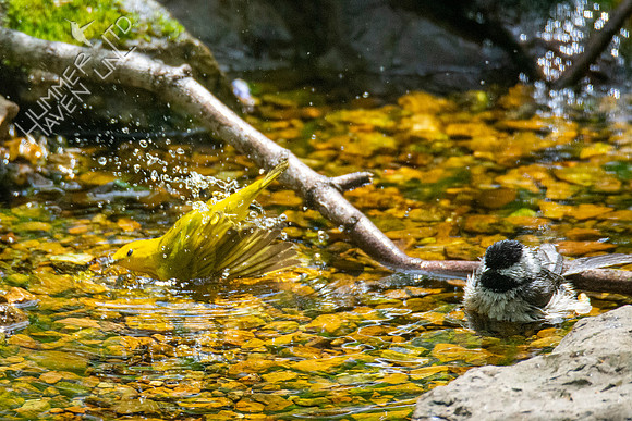 4-26-21 FOY #63 Yellow Warbler and Carolina Chickadee