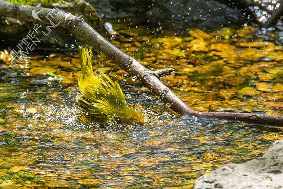 4-26-21 FOY #63 Yellow Warbler