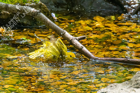 4-26-21 FOY #63 Yellow Warbler