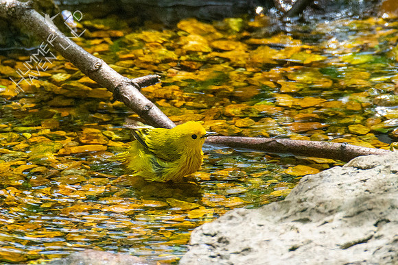 4-26-21 FOY #63 Yellow Warbler