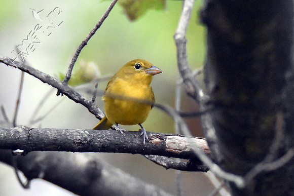 Summer Tanager female #79 at pond 10-1-16