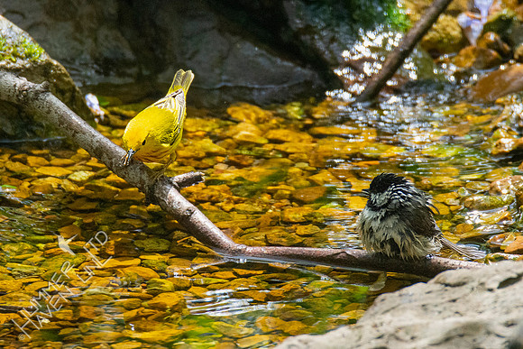 4-26-21 FOY #63 Yellow Warbler and Carolina Chickadee