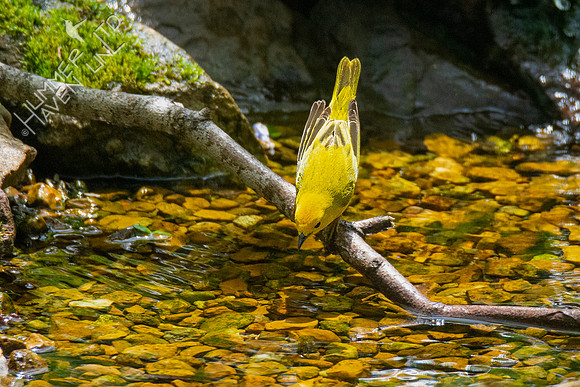 4-26-21 FOY #63 Yellow Warbler