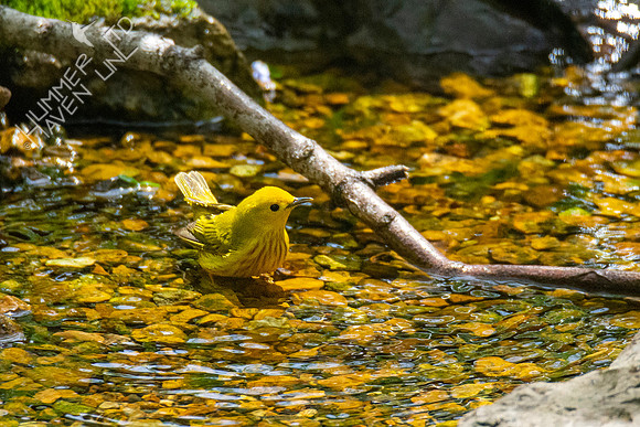 4-26-21 FOY #63 Yellow Warbler