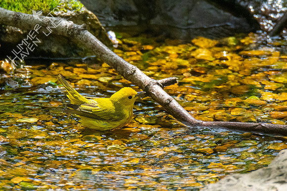 4-26-21 FOY #63 Yellow Warbler
