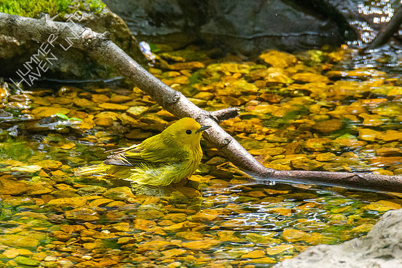 4-26-21 FOY #63 Yellow Warbler