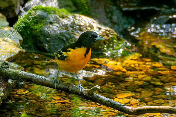 5-10-22 Baltimore Oriole