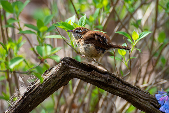 4-23-22 Carolina Wren