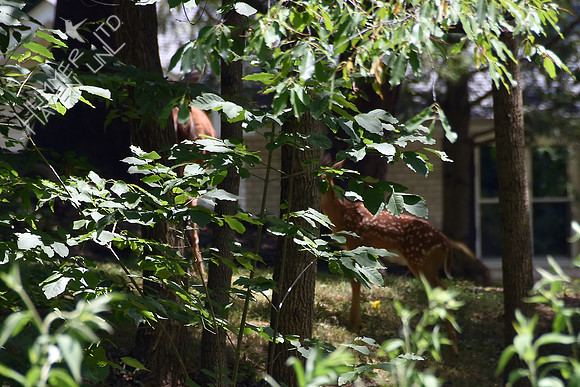 Doe and Fawn 7-1-17