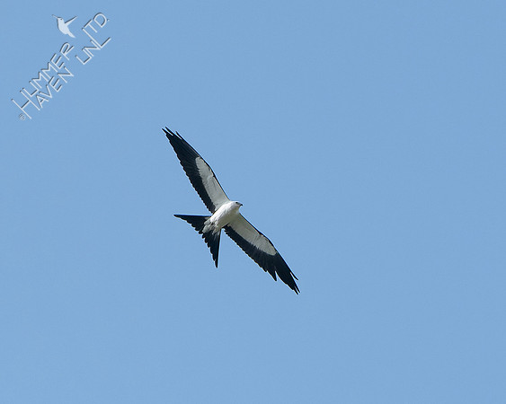 8-28-24 Swallow-tailed Kite-2 by Dan