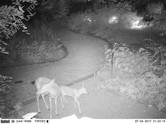 Doe and Fawn 7-4-17