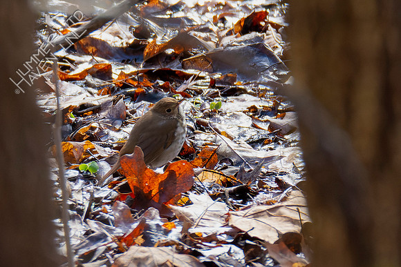 4-6-22 FOY#55 Hermit Thrush first seen on 4-4-22