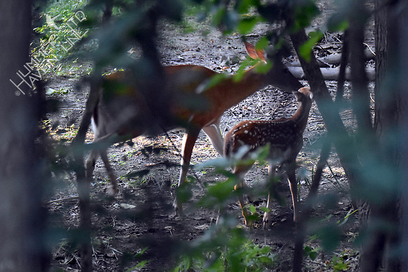 7-12-17 Doe and Fawn at 6:57 am
