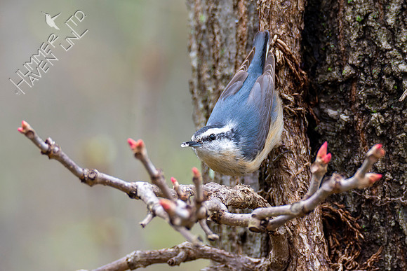 4-12-22 Red-breasted Nuthatch