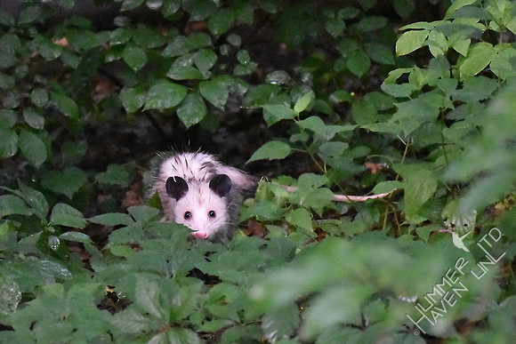 Opossum in the woodland 7-17-17 at 6:04 am